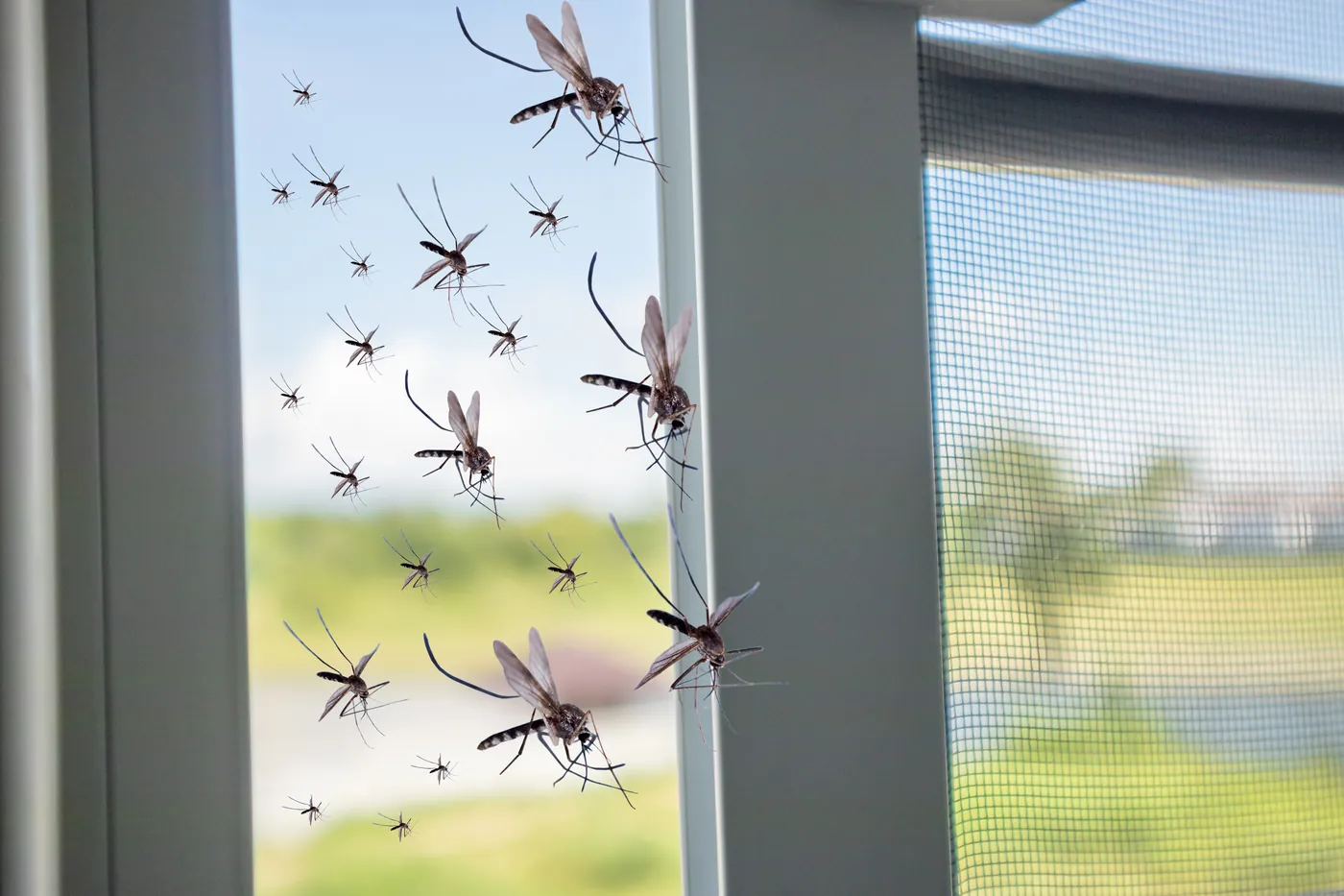 Custom frame mosquito net fitting – PVC window